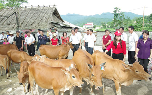 Với phương châm “Trao cần câu, thay vì cho con cá”, FrieslandCampina 
Việt Nam trao tặng mỗi hộ gia đình nghèo tham gia dự án “Ngân hàng Bò” 1
 con bò sinh sản trị giá 10 triệu đồng.