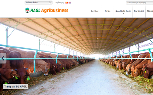 Trang trại bò của HAGL.<br>