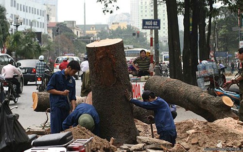 Thanh tra Hà Nội kiến nghị nghiêm túc kiểm điểm trách nhiệm của lãnh đạo UBND thành phố do thiếu 
kiểm tra, sâu sát trong công tác chỉ đạo, triển khai thực hiện việc cải 
tạo, thay thế cây xanh trong thời gian vừa qua.
