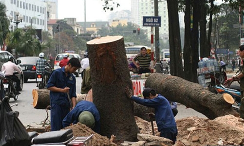 Hà Nội đình chỉ nhiều cán bộ vì vụ thay thế cây xanh