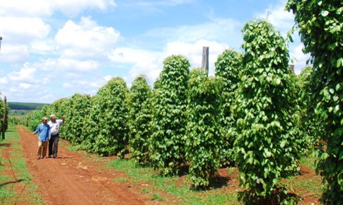 Hồ tiêu Việt Nam: Không giữ chất lượng, khó giữ thị trường