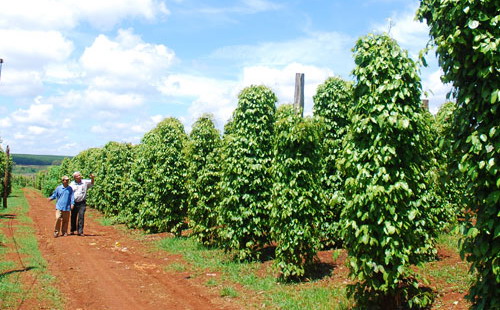 <font face="Arial, Verdana"><span style="font-size: 13.3333330154419px;">Năm 2014, lần đầu tiên xuất khẩu hồ tiêu đạt kim ngạch 1,21 tỷ USD, tăng 34,72% so với cùng kỳ 2013.</span></font>