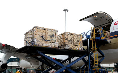 Vinamilk tiếp tục nhập bò sữa cao sản từ Úc về Việt Nam 1