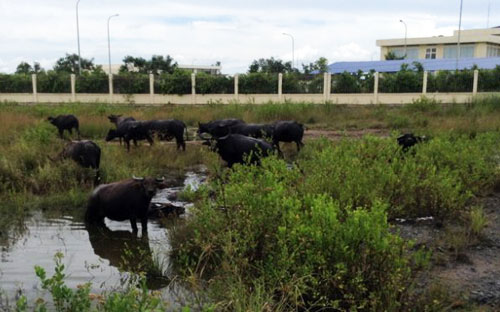 Nhiều khu công nghiệp được cấp phép từ nhiều năm nay nhưng hiện vẫn chưa hoạt động.<br>