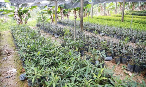 Trên 20.000 tỷ đồng cho “cây tỷ đô” tại Tây Nguyên