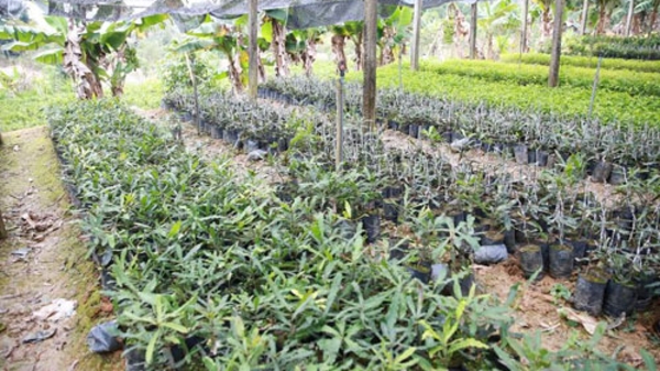 Trên 20.000 tỷ đồng cho “cây tỷ đô” tại Tây Nguyên