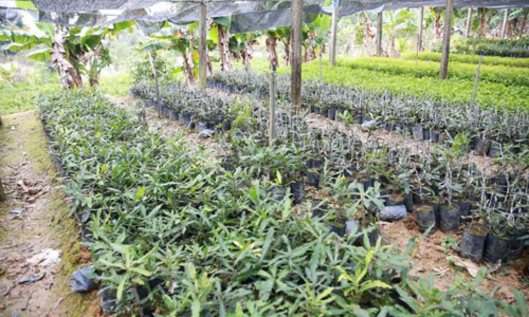Ngay tại Thanh Hóa, hiện đã có hộ dân chủ động được với vườn giống cây mắc ca - Ảnh: Quang Thái.