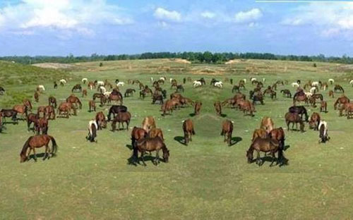 Đến Trung tâm Nghiên cứu và phát triển chăn nuôi miền núi (ở thị xã Sông
 Công - Thái Nguyên), trên những thảo nguyên xanh ngút ngàn, trên triền 
đồi là hàng trăm con ngựa đang thong thả gặm cỏ. 