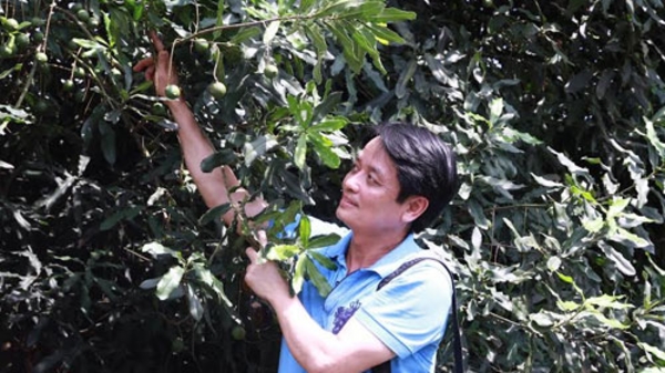 Làm mắc-ca tại Việt Nam: “Thất bại sớm mới là… may”