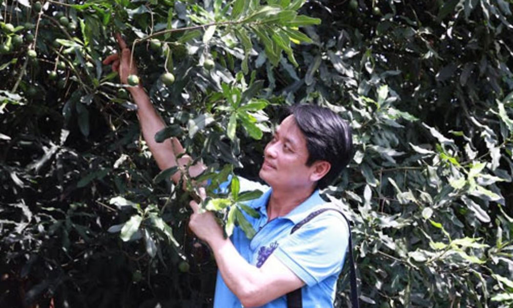 Ông Nguyễn Đức Hưởng tại một vườn mắc-ca tại Quảng Tây, Trung Quốc.