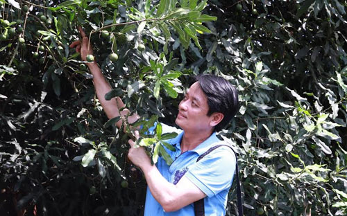 Ông Nguyễn Đức Hưởng tại một vườn mắc-ca tại Quảng Tây, Trung Quốc.<br>