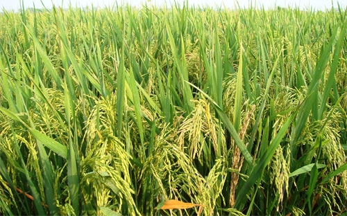 Năm 2013, PAN đã công bố chiến lược đầu tư vào các doanh nghiệp chuyên 
về nông nghiệp, thủy sản, thực phẩm đóng gói có thương hiệu. 