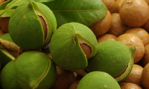 Sếp ngân hàng muốn Tây Nguyên đột phá với đề án 10.000 tỷ