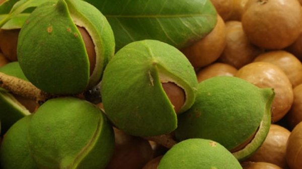 Sếp ngân hàng muốn Tây Nguyên đột phá với đề án 10.000 tỷ