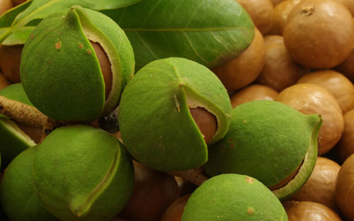 Tại Việt Nam, cây mắc ca bắt đầu trồng tại Tây Bắc từ năm 2002. Sau 10 
năm thử nghiệm, kết quả cho thấy gần 100% số cây đều sai quả, tỷ lệ sống
 lên tới 98%. Tại các tỉnh Tây Nguyên, diện tích mắc ca hiện đã lên tới 
hàng nghìn ha.