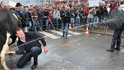 Trong cơn tuyệt vọng khi giá sữa giảm quá sâu, nông dân mang cả bò sữa đi biểu tình và phun sữa vào mặt cảnh sát cũng như vắt sữa trắng đường - Ảnh: New York Times.<br>