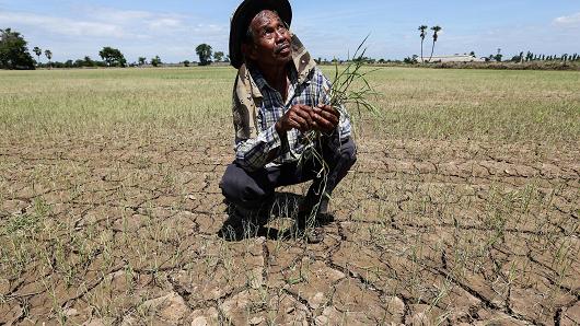 Nông dân Pramote Kongburi bên ruộng lúa khô hạn tại vùng Praek Siracha, tỉnh Chainat - Ảnh: CNBC.<br>