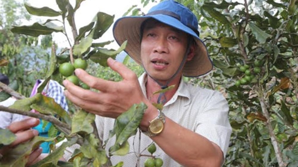 Chuyện ông bí thư hai lần bị kiểm điểm vì mắc-ca