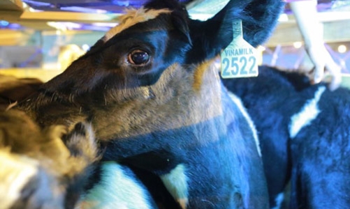 SCIC được chọn thời điểm thoái hết vốn khỏi Vinamilk, FPT