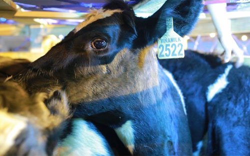  Vinamilk là doanh nghiệp hàng đầu tạo ra lợi nhuận trên sàn chứng khoán
 với mức lãi hơn 7.600 tỷ đồng năm 2014 và 4.500 tỷ đồng trong 6 tháng 
năm 2015. 