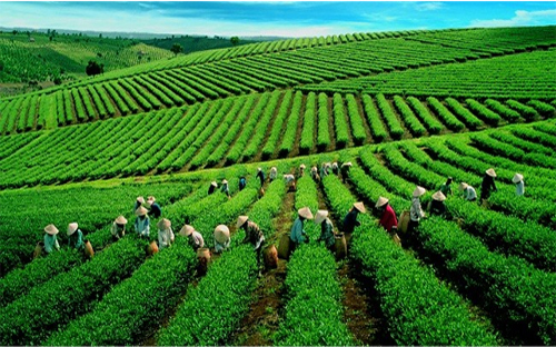 Một vùng nguyên liệu trồng chè của Vinatea.