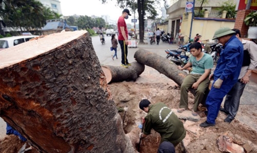 Hà Nội quyết định dừng chặt cây trên các tuyến phố