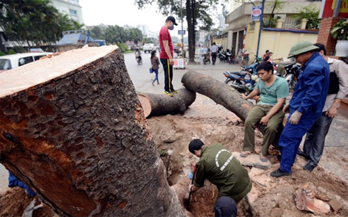 Đã có khá nhiều cây xanh trên một số tuyến phố bị đốn hạ sau khi Hà Nội tiến hành kế hoạch thay thế - Ảnh: Zing.<br>