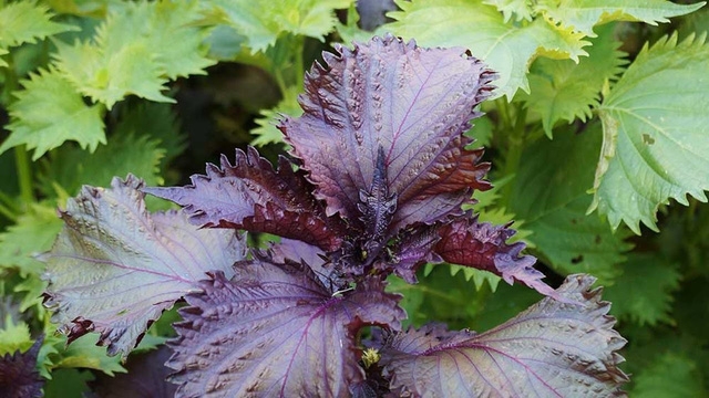 Công dụng chữa bệnh và làm đẹp bất ngờ của cây Tía tô  - Ảnh 1.