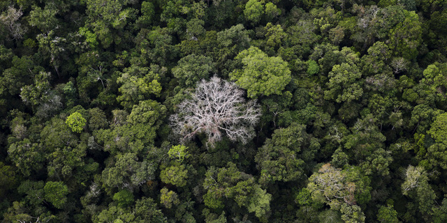 5 sự thật về rừng mưa Amazon trước đám cháy thế kỷ - Ảnh 4.