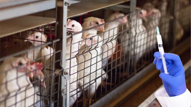 Những lý do để bạn chọn ăn chay - Ảnh 4.