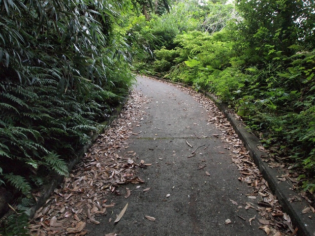 Aogashima: hòn đảo núi lửa - Ảnh 13.