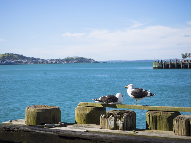 Auckland - thành phố đáng sống thứ 3 trên thế giới - Ảnh 9.