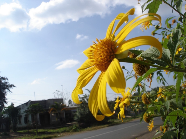 Mùa dã quỳ, đi ngắm đôi mắt Pleiku - Ảnh 3.