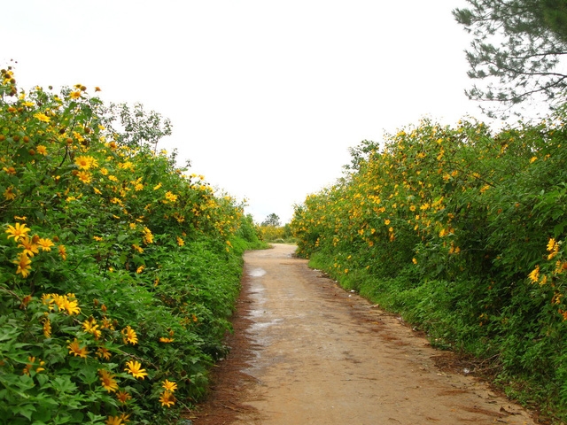 Mùa dã quỳ, đi ngắm đôi mắt Pleiku - Ảnh 4.