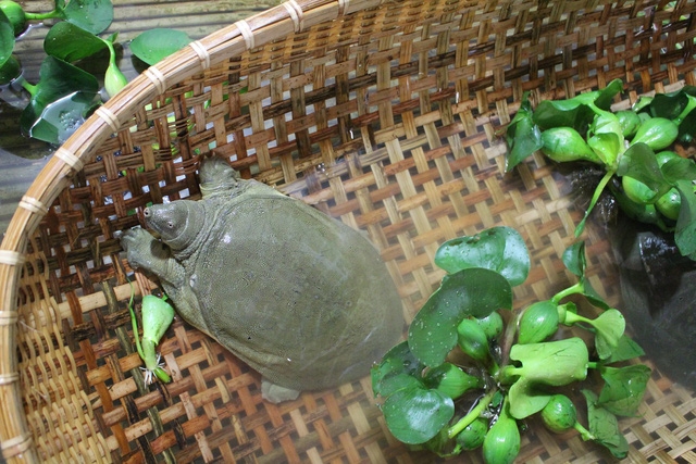 5 món ăn đắt hơn vàng tốt cho phái mạnh - Ảnh 1.