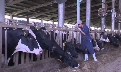 Ngành chăn nuôi Việt Nam có thể lao đao hậu TPP