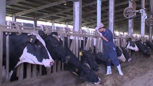 Ngành chăn nuôi Việt Nam có thể lao đao hậu TPP