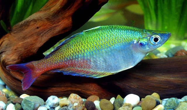 8 loài cá cảnh đẹp... trong bể - Ảnh 3.