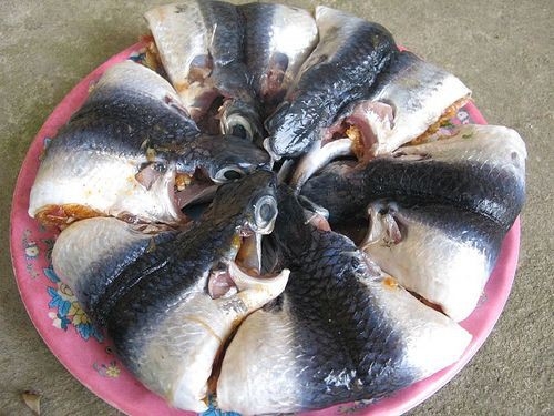 Về Núi Thành ăn cá chuồn xanh - Ảnh 1.