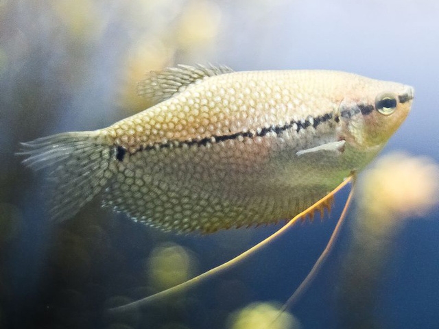 8 loài cá cảnh đẹp... trong bể - Ảnh 6.