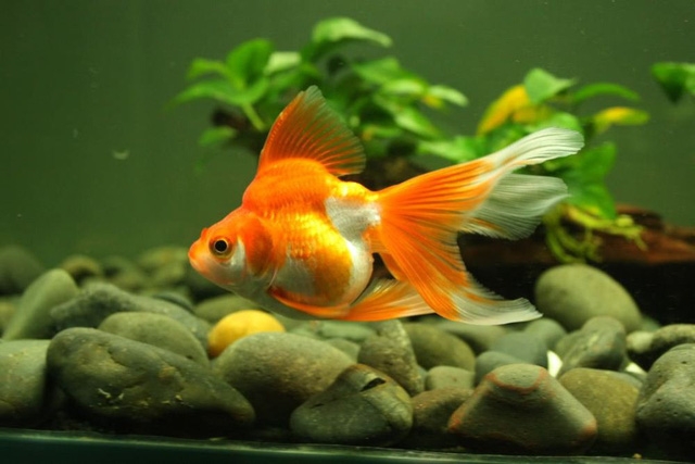 8 loài cá cảnh đẹp... trong bể - Ảnh 4.
