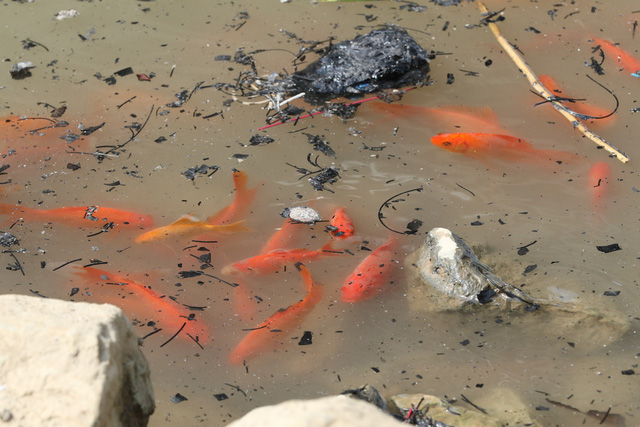 Phóng sinh cá chép Táo quân sao cho đúng cách - Ảnh 2.