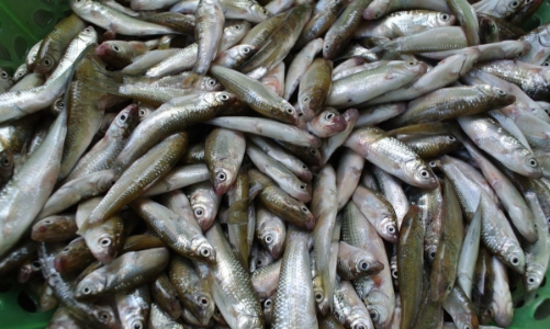 Cá linh xuất hiện muộn và hiếm, có giá cao ngất