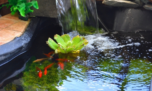 Trong nhà có bể cá