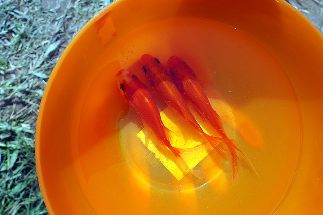 Phóng sinh cá chép Táo quân sao cho đúng cách - Ảnh 1.