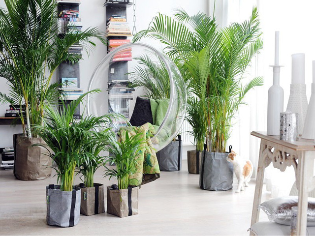 10 ý tưởng đưa cây vào trong nhà - Ảnh 6.