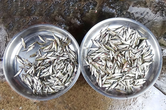 Cá linh xuất hiện muộn và hiếm, có giá cao ngất - Ảnh 1.