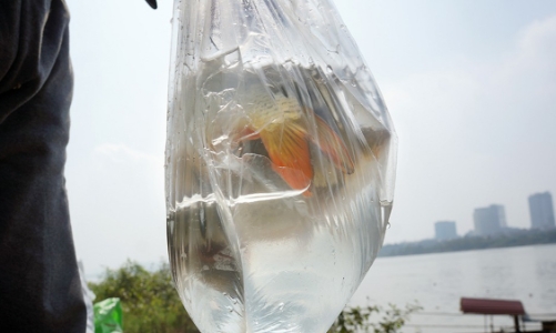 Phóng sinh cá chép Táo quân sao cho đúng cách