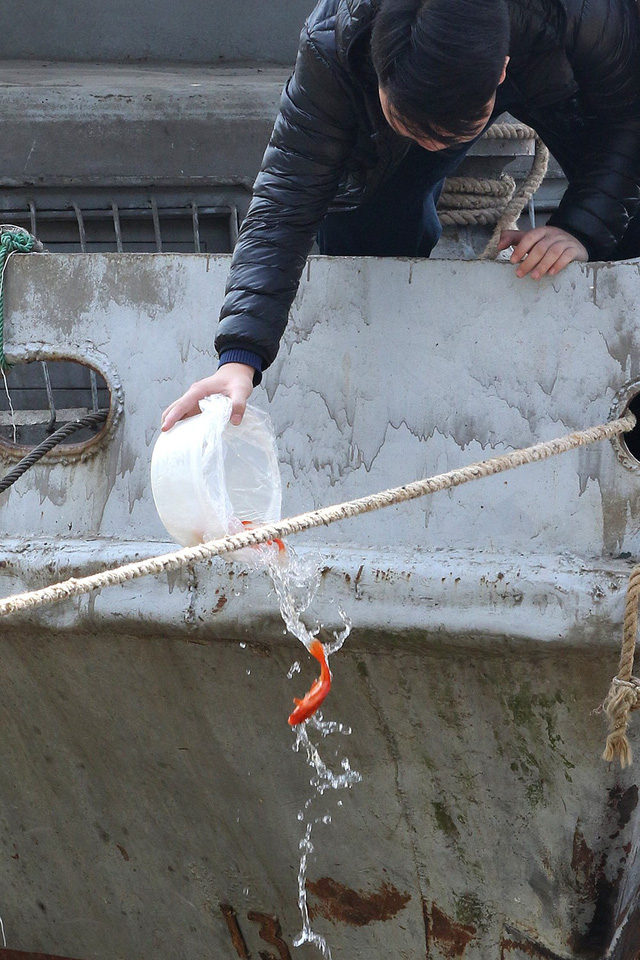 Phóng sinh cá chép Táo quân sao cho đúng cách - Ảnh 4.