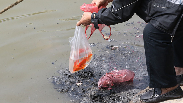 Phóng sinh cá chép Táo quân sao cho đúng cách - Ảnh 3.